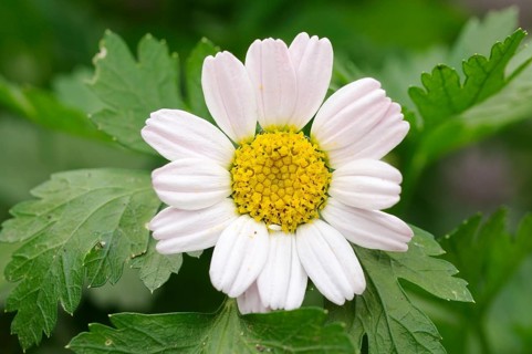 Roman Bertram (Anacyclus pyrethrum)