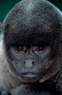 Young Common Woolly Monkey (Lagothrix lagotricha)