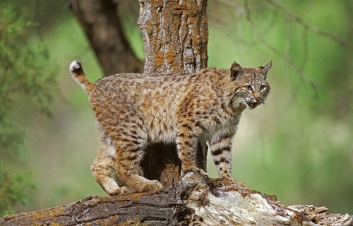 Bobcat (lynx rufus), Adult Branch, Canada, North America