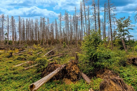Conifers infested by bark beetles, Eifel National Park, North Rhine-Westphalia, Germany, Europe