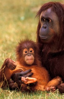 ORANG UTAN (pongo pygmaeus), FEMALE WITH BABY STANDING ON GRASS