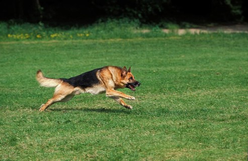 German Shepherd Dog, Adult Running