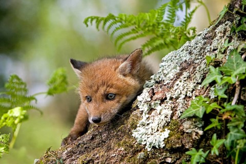 RED FOX (vulpes vulpes), PUP STANDING AT DEN ENTRANCE, NORMANDY IN FRANCE