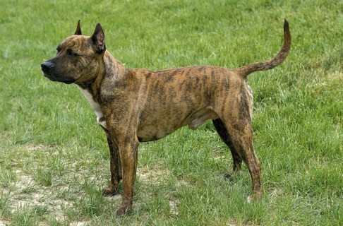 American Staffordshire Terrier, Old Standard Breed with Cut Ears