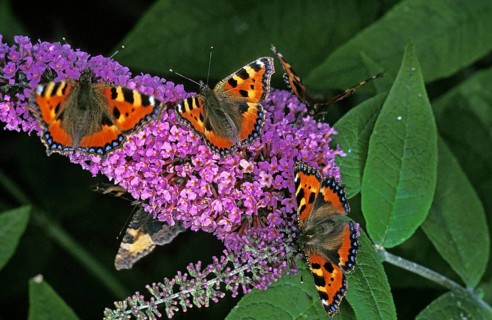 Small Tortoiseshell (aglais urticae) Butterfly, on a Buddleia, buddleja davidii