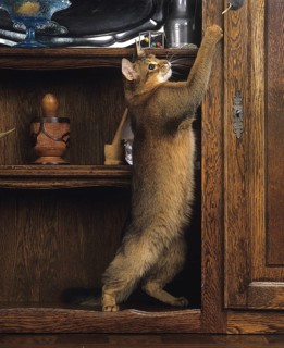 Somali domestic cat, adult standing on hind legs, playing