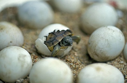 Hermann's tortoise (testudo hermanni), baby hatches from egg