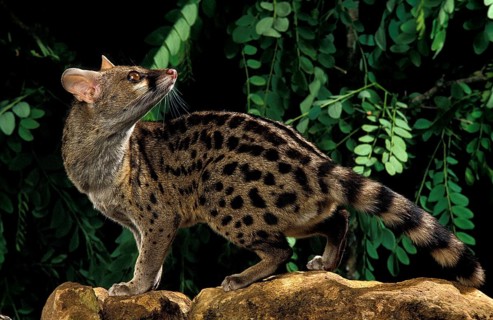 Small Spotted Genet (genetta genetta), Adult