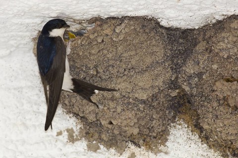 Common house martin (Delichon urbica) with young bird at nest, swallow, swallows, Germany, Europe