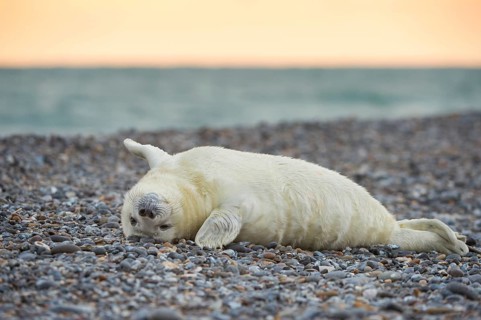 Grey Seal (Halichoerus grypus), Heligoland, Schleswig-Holstein, Germany, Europe