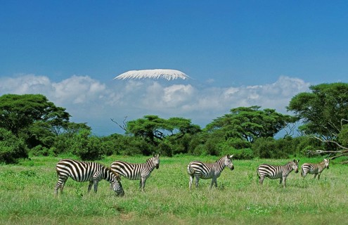 Burchell's zebra (equus burchelli), herd in savannah near Kilimanjaro, Tanzania, Africa