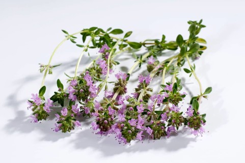 Wild thyme (Thymus serpyllum), Creeping thyme