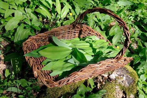 Leaves of wild garlic (Allium ursinum), lily of the valley (Convallaria majalis), autumn linseed