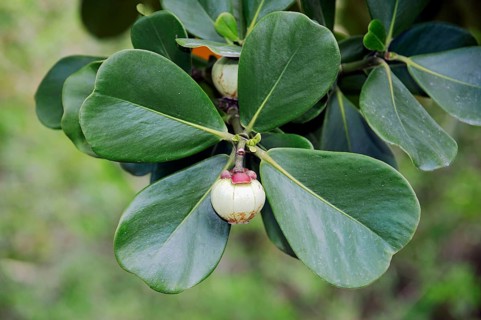 Autograph Tree (Clusia rosea), Fruit, Florida, balsam apple, Fat Park Tree, Scotch Attorney, Pitch