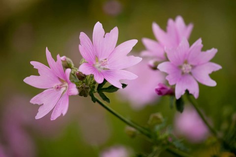 Geranium pyrenaicum (Geranium pyrenaicum) Thuringia, Germany, Europe