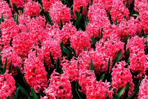 Pink pearl&quot