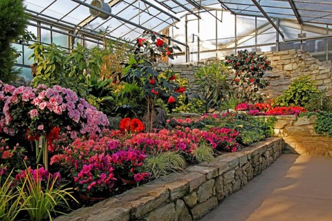 Blütenhaus, Palmengarten, Frankfurt am Main, Hesse, Germany, Europe