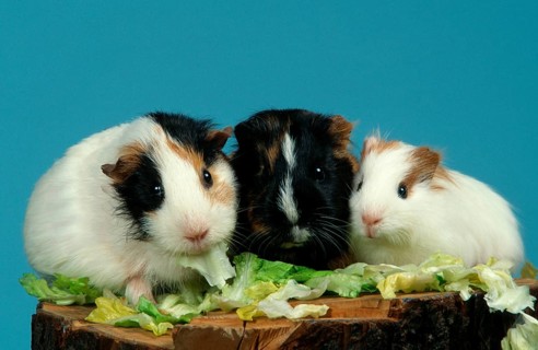 Guinea Pig pigs eat lettuce