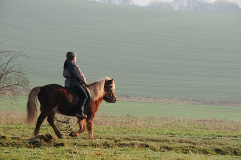 Cross country, woman on icelandic pony, icelandic horse, icelandic riding, ride out, step