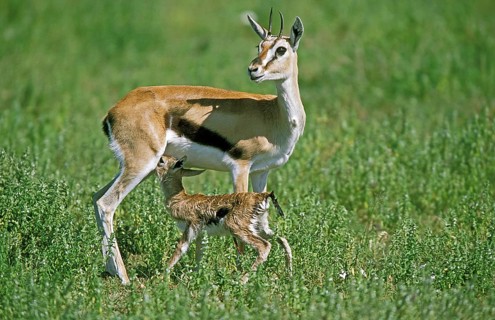 Thomson's Gazelle (gazella) thomsoni, Female with Newborn Fawn, Masai Mara Park in Kenya