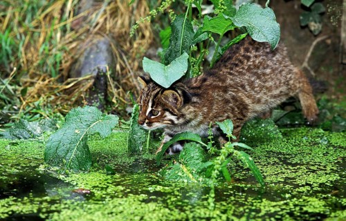 Leopard Cat (prionailurus bengalensis), Adult fishing in Swamp