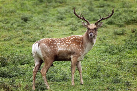 Persian fallow deer, dama mesopotamica, male on grass