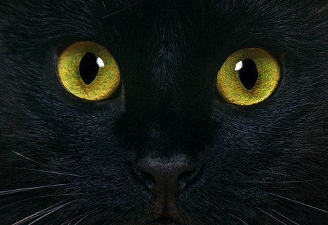 Black domestic cat, close-up of the eyes