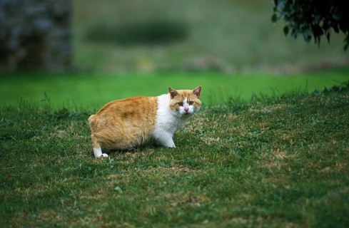 Manx domestic cat, tailless breed