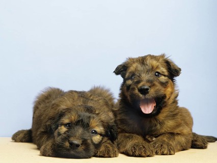 Briard dog, puppies