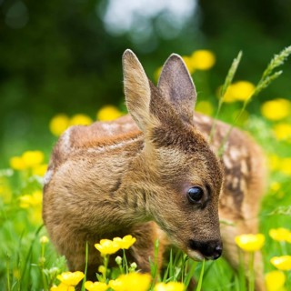 Roe Deer (capreolus capreolus), Fawn with Yellow Flowers, Normandy