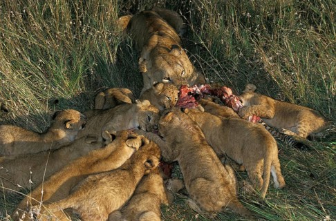 AFRICAN LION (panthera leo), FEMALE WITH CUB EATING ON ZEBRA CARCASS, MASAI MARA PARK, KENYA