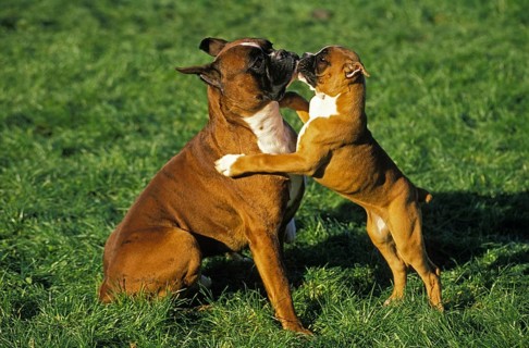 Boxer Dog (Old Standard Breed with Cut Ears), Mother playing with Pup