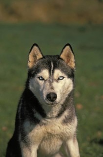 Siberian Husky Dog, Portrait of Adult