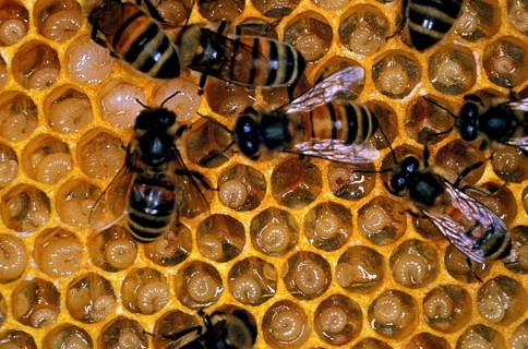 Honey Bee (apis mellifera), Worker looking after Larvae on Brood Comb, Bee Hive in Normandy