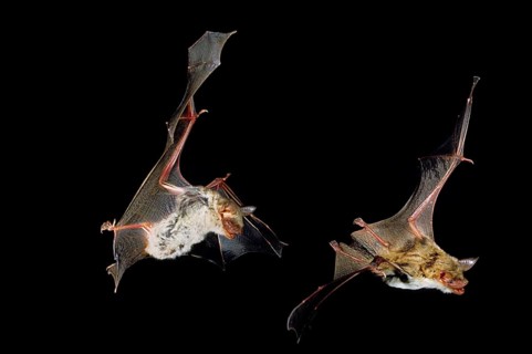 Mouse-Eared Bat (myotis myotis), Adults in Flight against Black background