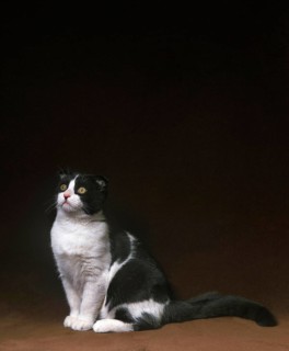 Scottish Fold Domestic Cat sitting