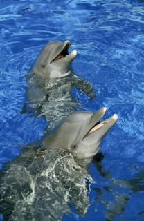 Bottlenose Dolphin (tursiops truncatus), Heads of Adult emerging from Water