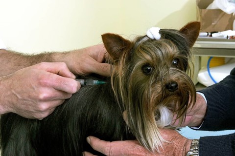 Yorkshire Terrier with Veterinary doing Inoculation