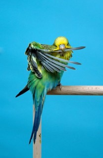 Budgerigar (Melopsittacus undulatus), young female, Budgie, wing feathers