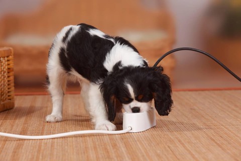 Cavalier King Charles Spaniel, puppy, tricolour, 9 weeks, multi plug, multi socket, outlet, power
