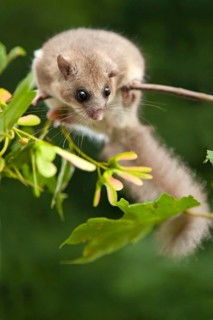Edible dormouse (Glis glis) Rhineland-Palatinate, Germany, Europe