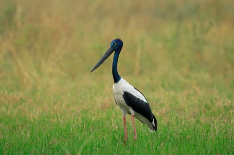 Black-necked Stork (Ephippiorhynchus asiaticus), female, Keoladeo Ghana national park, Rajasthan,