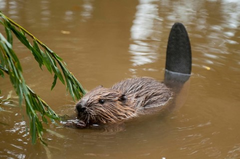 European beaver (Castor fiber), juvenile, Rosenheim, Bavaria, Germany, Europe