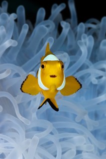 Juvenile Clown Anemonefish, bleached Sea Anemone, Cenderawasih Bay, West Papua, Indonesia