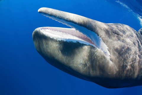 Sperm Whale (Physeter macrocephalus), mouth, Dominica, Lesser Antilles, Leeward Islands, Central