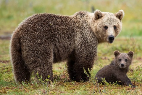 European Brown bear (Ursus arctos) female and young, Finland, Europe