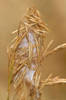 Thorn finger spider (Cheiracanthium punctorium) cocoon, Havelland, Brandenburg, Germany, Europe