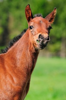 American Quarter Horse, Foal