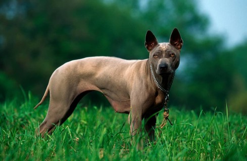 Thai Ridgeback Dog, Bitch