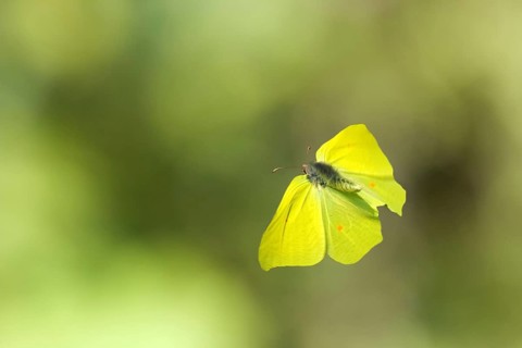 Brimstone (Gonepteryx rhamni) flying
